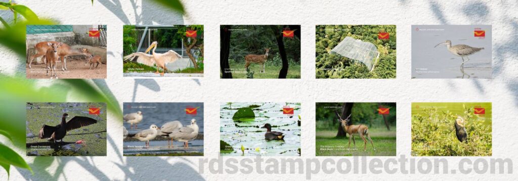 Picture Postcards Released at Guindy Children’s Park, Chennai on World Environment Day 2025