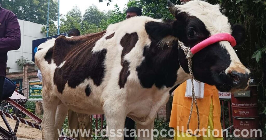 The bullock cart that carried the special cover — driven by Chhotu, an elderly farmer, and accompanied by postman Santosh. The event symbolized Uttar Pradesh’s agricultural heritage, featuring a Grass Green Special Cancellation denoting agriculture.