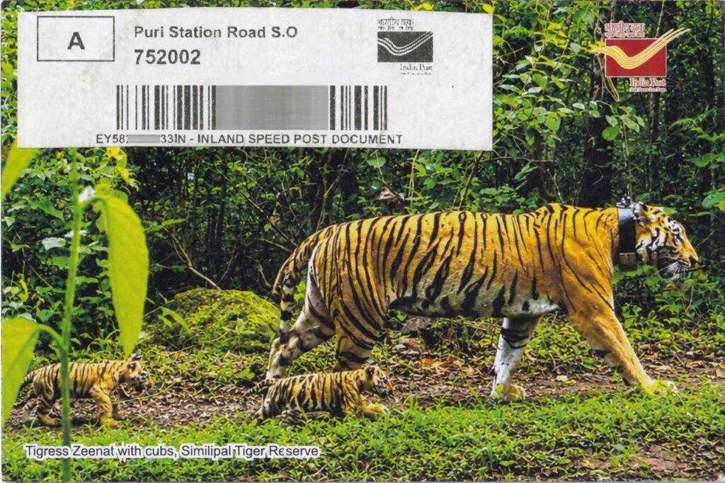 Tigress Zeenat with her cubs at Similipal Tiger Reserve, featured on the Picture Postcard issued during the 72nd Wildlife Week 2026 in Odisha.